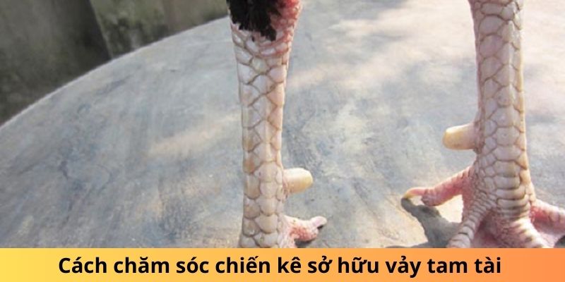 Cách chăm sóc chiến kê sở hữu vảy tam tài 