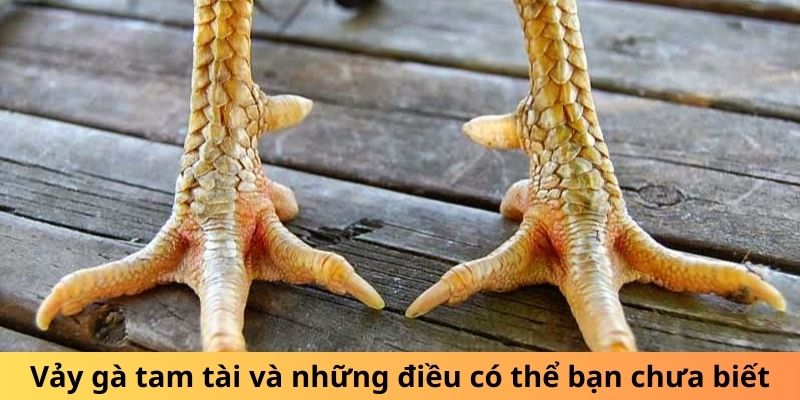 Vảy gà tam tài và những điều có thể bạn chưa biết